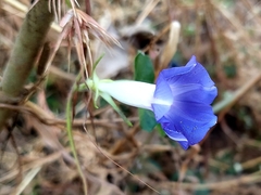 Ipomoea nil