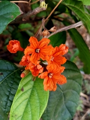 Cordia sebestena
