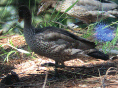 Chenonetta jubata