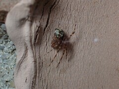 Cryptachaea veruculata