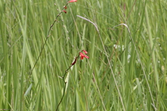 Tritonia disticha
