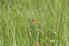 Tritonia disticha