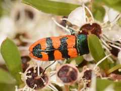 Castiarina crenata
