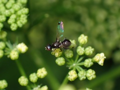 Parapalaeosepsis plebeia