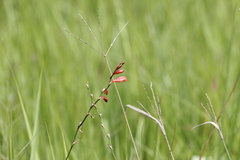 Tritonia disticha