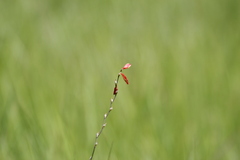 Tritonia disticha