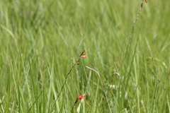 Tritonia disticha