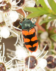 Castiarina crenata