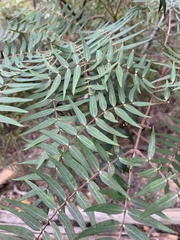 Acacia elata