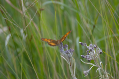 Catacroptera cloanthe