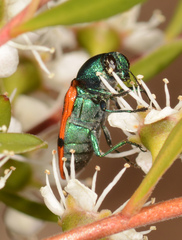 Castiarina crenata