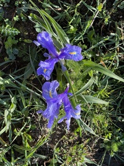 Iris planifolia