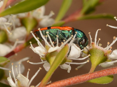 Castiarina crenata