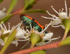 Castiarina crenata