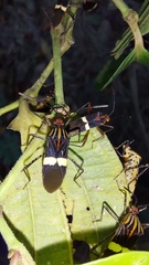 Hypselonotus subterpunctatus