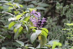 Plectranthus ecklonii