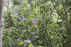 Plectranthus ecklonii