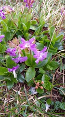 Primula clusiana