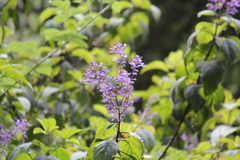 Plectranthus ecklonii