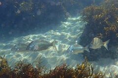 Acanthopagrus australis