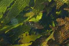 Notolabrus gymnogenis