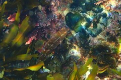 Notolabrus gymnogenis