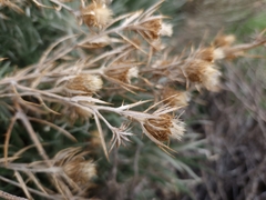 Carlina xeranthemoides image