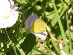 Eurema smilax