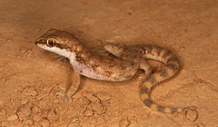 Tropiocolotes algericus