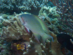 Pseudanthias huchtii
