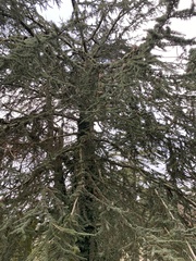 Cedrus atlantica