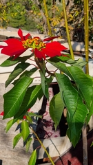 Euphorbia pulcherrima