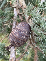 Cedrus atlantica