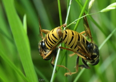 Temnostoma vespiforme