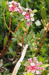 Pimelea alpina
