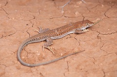 Acanthodactylus boskianus