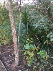Freycinetia banksii