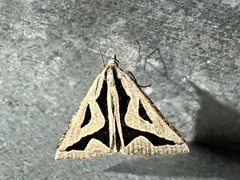 Dichromodes personalis