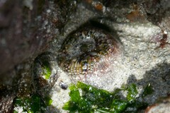 Aulactinia verrucosa