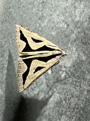 Dichromodes personalis