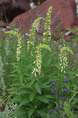 Digitalis lutea