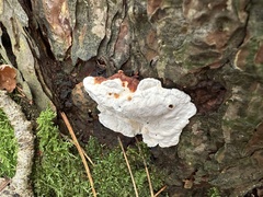 Heterobasidion annosum
