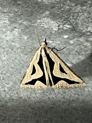 Dichromodes personalis