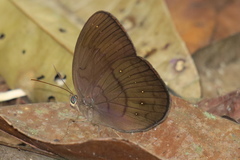 Faunis canens arcesilas