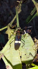 Hypselonotus subterpunctatus