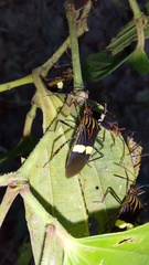 Hypselonotus subterpunctatus