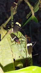 Hypselonotus subterpunctatus