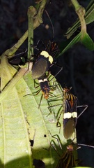 Hypselonotus subterpunctatus