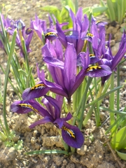Iris reticulata