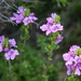 Euphrasia collina tetragona - Photo (c) jcorrie,  זכויות יוצרים חלקיות (CC BY-NC)